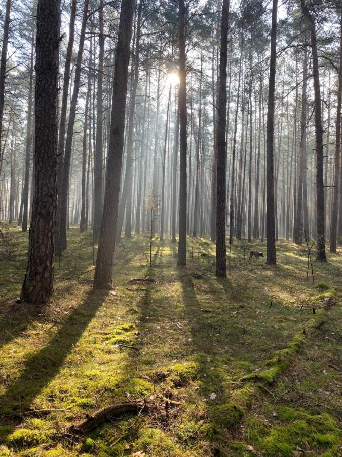 Ferienhaus Im Wald Borkwalde Luaran gambar